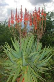 Image result for Aloe littoralis