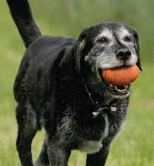 Pin On Animal Love