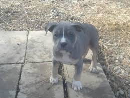 Pitbull our puppies are well socialized with animals and sounds. Pitbull Puppies Tri Colored Pets And Animals For Sale Richmond Va