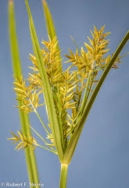 Image result for Cyperus esculentus