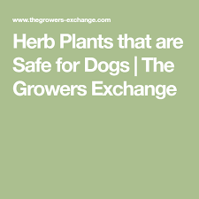 Herb Plants That Are Safe For Dogs The Growers Exchange Planting Herbs Herbs Culinary Herbs