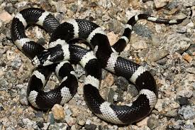 Image result for king snake