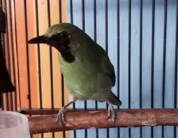 Biasanya burung cucak ijo yang baru didapatkan, entah itu baru beli atau baru mendapatkan secara langsung dari hutan, maka tingkah lakunya lebih frontal dan iar. Daftar Harga Burung Cucak Ranting Rante Terbaru 2021