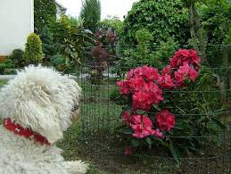 Rododendron Wilgens Ruby Plants Ruby