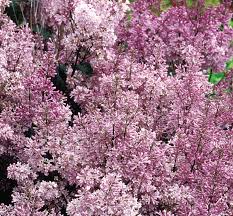 Image result for Syringa prestoniae