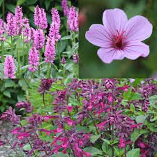 Maybe you would like to learn more about one of these? Buy Long Flowering Plant Combination Long Flowering Plant Combination