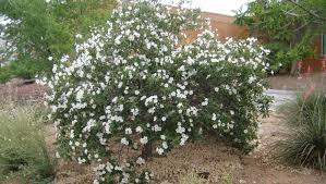 Image result for Cordia