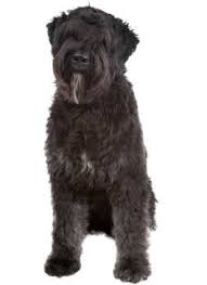 #starwars star wars bounty hunter bloopers! Bouvier Des Flandres Wesen Charakter Bouvier Futalis De