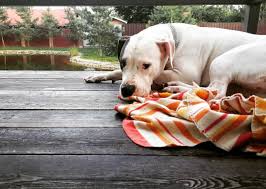 zadumchivost eto neploho inogda nuzhno posidet v tishine i prosto podumat o chem to prekrasnom znaete kak govoryat chelovek to chto on v 2020 g sobaki hor spokojstvie