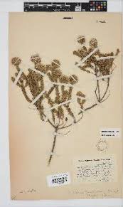 Image result for Monosis conferta