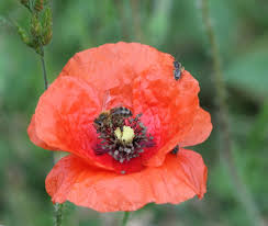 The olive, known by the botanical name olea europaea, meaning european olive, is a species of small tree in the family oleaceae, found traditionally in the mediterranean basin. Sweet Chestnuts A French Garden