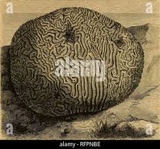 Image result for Exotheca