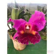 Cats are usually careful about what they eat. Cattleya Orchid Plant Right Choice Bd