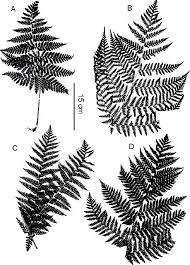 Image result for Megalastrum lanuginosum