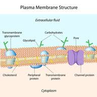 We did not find results for: Membrane Proteins Advanced Read Biology Ck 12 Foundation