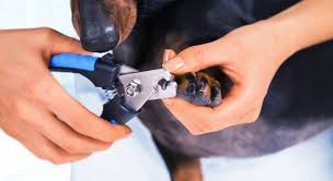 How to restrain a dog to cut his nails if you need to restrain your dog because they are too wiggly, it is best to have two sets of hands available to get the job done. How To Cut Your Dog S Nails Without Being Afraid Proud Dog Mom