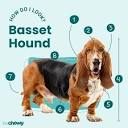 Basset Hound Breed: Characteristics, Care & Photos | BeChewy