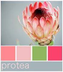 Protea Colour Palette Protea Art Protea Flower Wedding Color Pallet