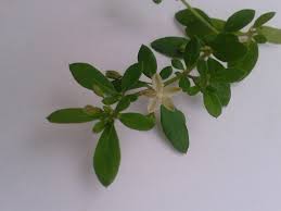 Image result for Hypertelis cerviana