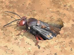 Jul 06, 2021 · some smells serve as deterrents to wasps, and if the problem is in your garden then it makes sense to send them away by growing new plants. How To Get Rid Of Ground Digger Wasps Cicada Killers From Your Lawn