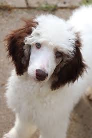 Breeding quality poodles with wonderful easy lo live with temperaments is paramount with me in my breeding program, raising puppies with plenty of love and interaction so they will make wonderful family members in their new homes. Poodles With Purpose Oregon Bordoodles