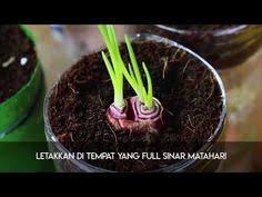 Maybe you would like to learn more about one of these? 20 Ide Hidroponik Hidroponik Anam Cara Menanam