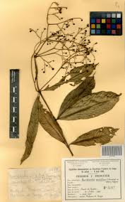 Image result for Pauridiantha viridiflora