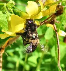 Encourage insectivorous birds by hanging bird houses and feeders near the garden. How To Be A Good Host To Bees