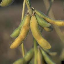 Image result for Glycine max