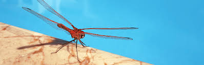 While it remains the most common and easiest solution, we need to remember three things Natural Ways To Keep Bugs And Pests Away From Your Swimming Pool