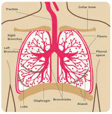 Here are the ones you need to pay attention to, and how to know if you may have an anxiety disorder. Secondary Breast Cancer In The Lung