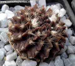 Image result for Tinnea eriocalyx