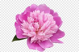 Foglie ghirlanda di fiori free png stock. Fiore Di Peonia Pixabay Peonia Garofano Tagliare I Fiori Png Pngegg