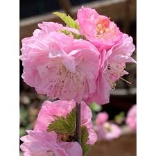 Image result for mandloň trojlaločná