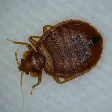 Image result for bed bugs