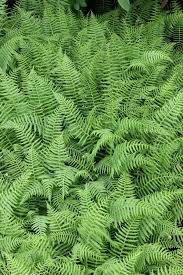 Image result for Thelypteris confluens