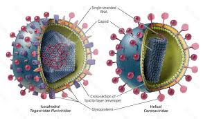Pin On Viruses