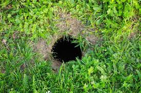 Ratten im garten können zu einer großen plage werden. Ratten Im Garten 7 Wirksame Tipps Um Ratten Zu Vertreiben Wurzelwerk