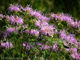 Maybe you would like to learn more about one of these? Purple Wildflowers In Iowa Purple Wildflowers Wild Flowers Picture