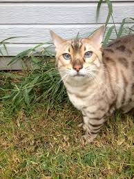 Bengal cats look feral, but are totally domestic. Pin On Snow Bengals