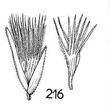 Image result for Enneapogon desvauxii