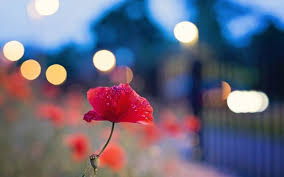 Les Plus Beau Fond Ecran Fleurs Fond D Ecran Ordinateur Fond Ecran Cute Love Quotes