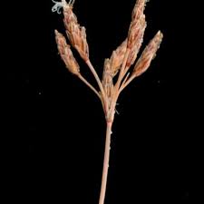 Image result for Bulbostylis schoenoides