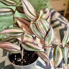Image result for Tradescantia zebrina