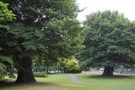 About elms and how tos. One Of World S Oldest English Elms In Brighton Park Succumbs To Dutch Elm Disease Horticulture Week