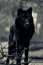 Black Wolf Wolf Hybrid Black Wolf Beautiful Wolves