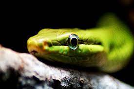 Snake Eye Green Snake In The Zoo Of Berlin Snake Snake Eyes In The Zoo