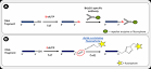 APT1Apo-Direct TUNEL Assay Kit