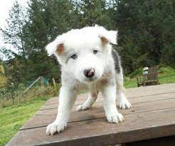 30% discount on all pups. Border Collies For Sale Oregon