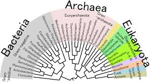 File Phylogenetic Tree Of Life Png Learning Science Phylogenetic Tree Tree Of Life